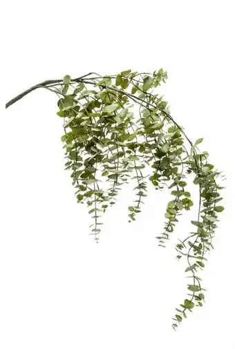 123Planten Eucalypthus tak aanbieding