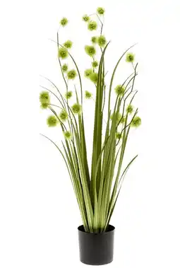123Planten Grass pompom aanbieding