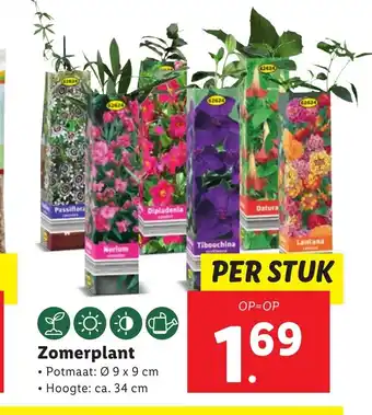 Lidl Zomerplant • Potmaat: Ø 9 x 9 cm Hoogte: ca. 34 cm aanbieding