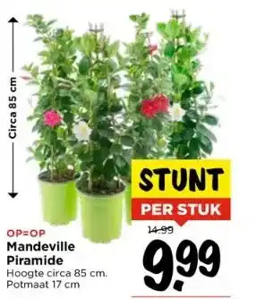 Vomar Voordeelmarkt Op=op mandeville piramide hoogte circa 85 cm. potmaat 17 cm aanbieding