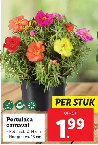 Lidl Portulaca carnaval aanbieding