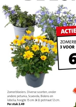 Intratuin Zomerbloeiers. aanbieding