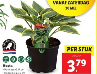 Lidl Hosta aanbieding