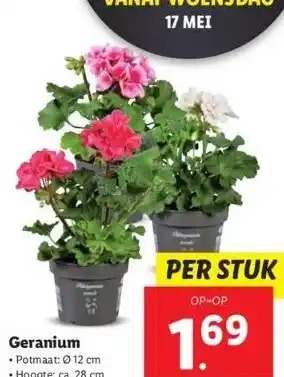 Lidl Geranium aanbieding