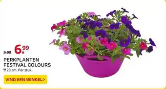 Praxis Perkplanten festival colours 23 cm. per stuk. aanbieding