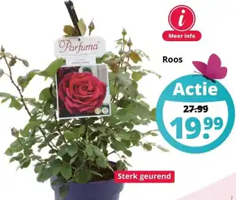 GroenRijk Roos aanbieding