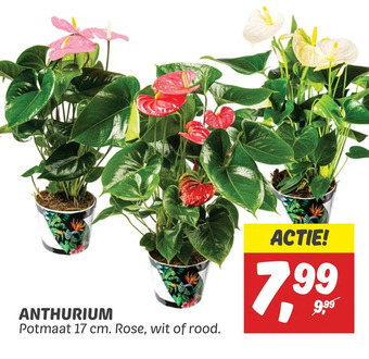Dekamarkt Anthurium aanbieding