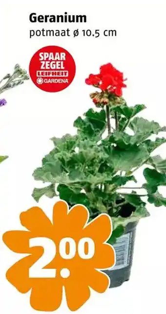 Poiesz Geranium aanbieding