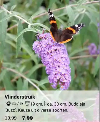 Tuincentrum Osdorp Vlinderstruik aanbieding