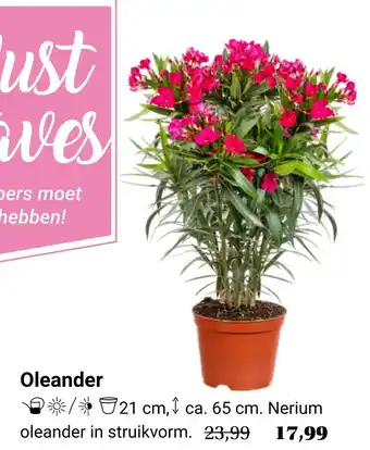 Tuincentrum Osdorp Oleander aanbieding