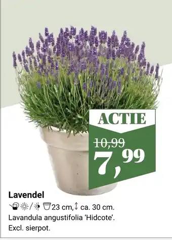 Tuincentrum Osdorp Lavendel aanbieding