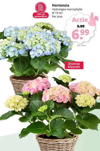 GroenRijk Hortensia aanbieding