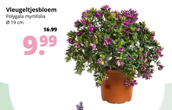 GroenRijk Vleugeltjesbloem aanbieding