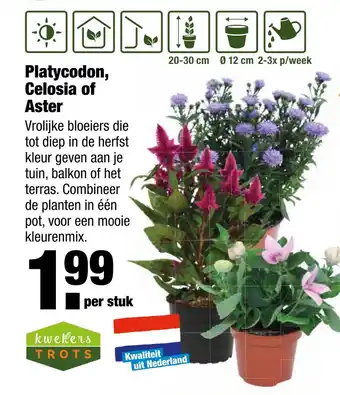 ALDI Platycodon, Celosia of Aster aanbieding