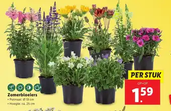 Lidl Zomerbloeiers Potmaat: Ø 19 cm Hoogte: ca. 25 cm aanbieding