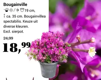 Life & Garden Bougainville aanbieding