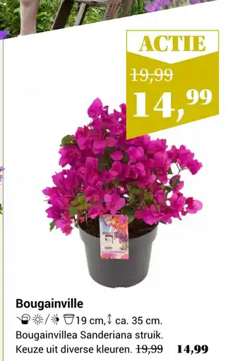 TuinWereld Bougainville aanbieding