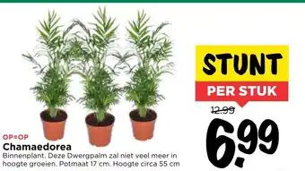 Vomar Voordeelmarkt Chamaedorea aanbieding