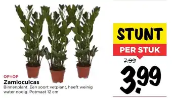 Vomar Voordeelmarkt Zamioculcas aanbieding