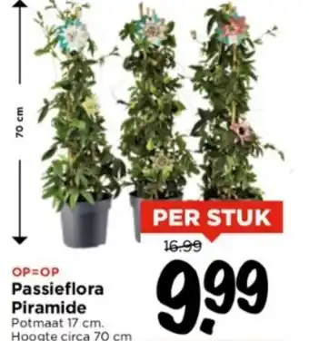 Vomar Voordeelmarkt Passieflora Piramide aanbieding