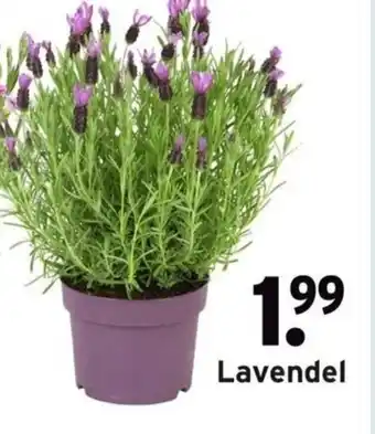 GAMMA Lavendel aanbieding