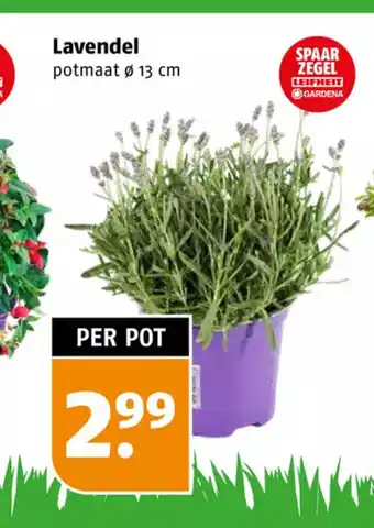 Poiesz Lavendel potmaat ø 13 cm aanbieding