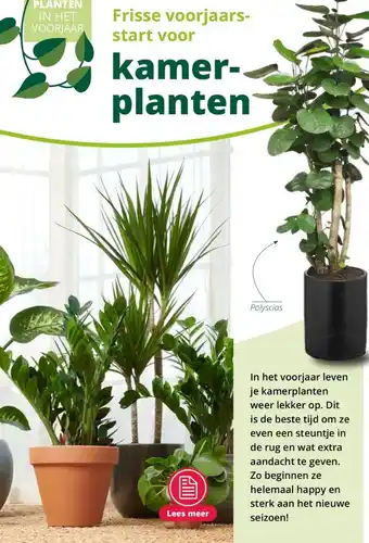 GroenRijk Kamerplanten aanbieding