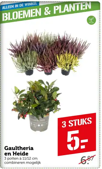 Coop Gaultheria en Heide aanbieding