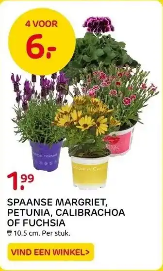 Praxis Spaanse margriet, petunia, calibrachoa of fuchsia aanbieding