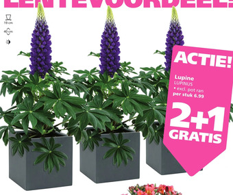 Ranzijn Lupine aanbieding