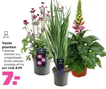 Ranzijn Vaste planten aanbieding