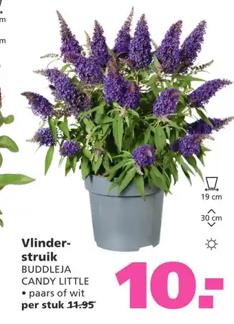 Ranzijn Vlinder- struik buddleja candy little aanbieding