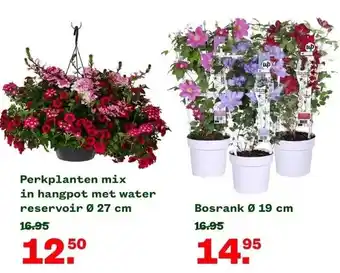 Welkoop Perkplanten mix in hangpot met water reservoir ø 27 cm aanbieding