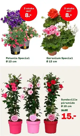 Welkoop Geranium special ø 13 cm aanbieding