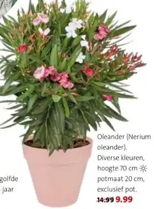 Intratuin Oleander (nerium oleander). diverse kleuren, hoogte 70 cm -*potmaat 20 cm, exclusief pot. aanbieding