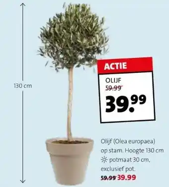 Intratuin Olijf (olea europaea) op stam. hoogte 130 cm potmaat 30 cm, aanbieding