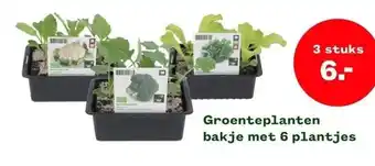 Welkoop Groenteplanten bakje met 6 plantjes aanbieding