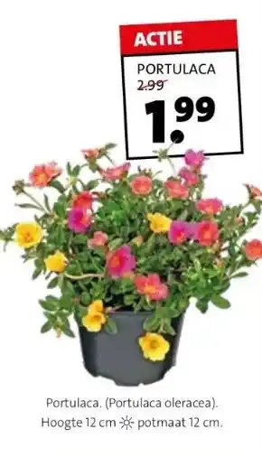 Intratuin Portulaca. (portulaca oleracea). hoogte 12 cm * potmaat 12 cm. aanbieding