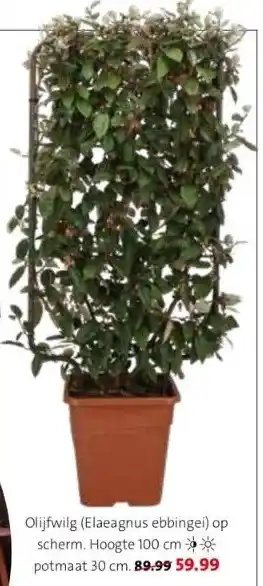 Intratuin Olijfwilg (elaeagnus ebbingei) op scherm. hoogte 100 cm potmaat 30 cm. 89.99 59.99 aanbieding