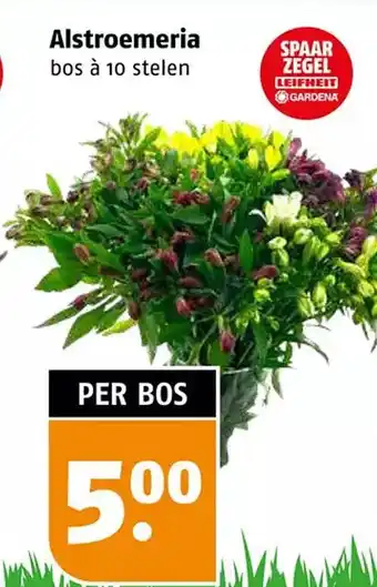 Poiesz Alstroemeria aanbieding