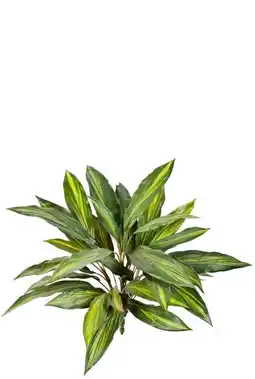 123Planten Dracaena aanbieding