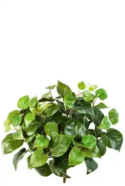 123Planten Philodendron aanbieding