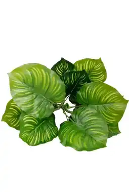 123Planten Calathea aanbieding
