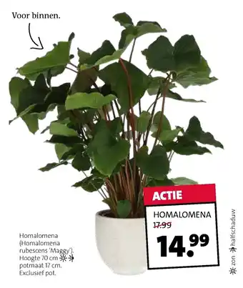 Intratuin Homalomena rubescens Maggy aanbieding