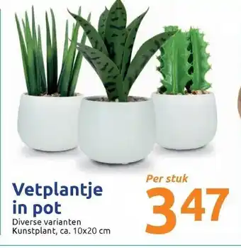 Action Vetplantje in pot aanbieding