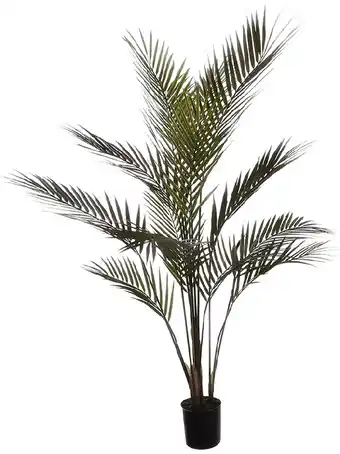 123Planten Areca palm aanbieding