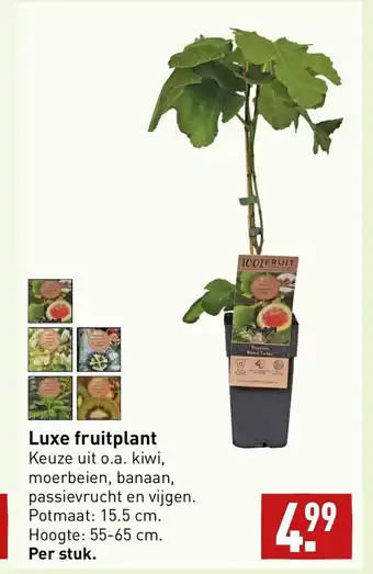 ALDI Luxe fruitplant Keuze uit o.a. kiwi, moerbeien, banaan, passievrucht en vijgen. Potmaat: 15.5 cm. Hoogte: 55-65 cm. aanbieding