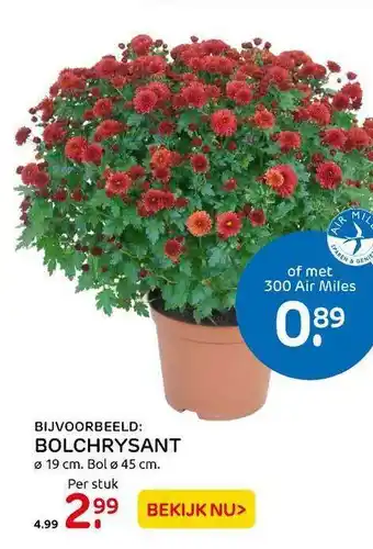 Praxis Bolchrysant ø 19 Cm. Bol ø 45 Cm aanbieding