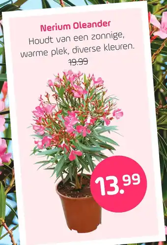 Coppelmans Nerium oleander aanbieding