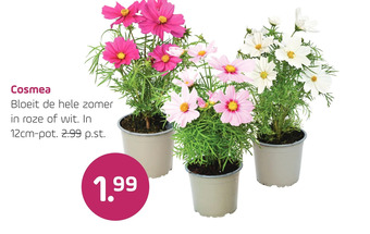 Coppelmans Cosmea aanbieding